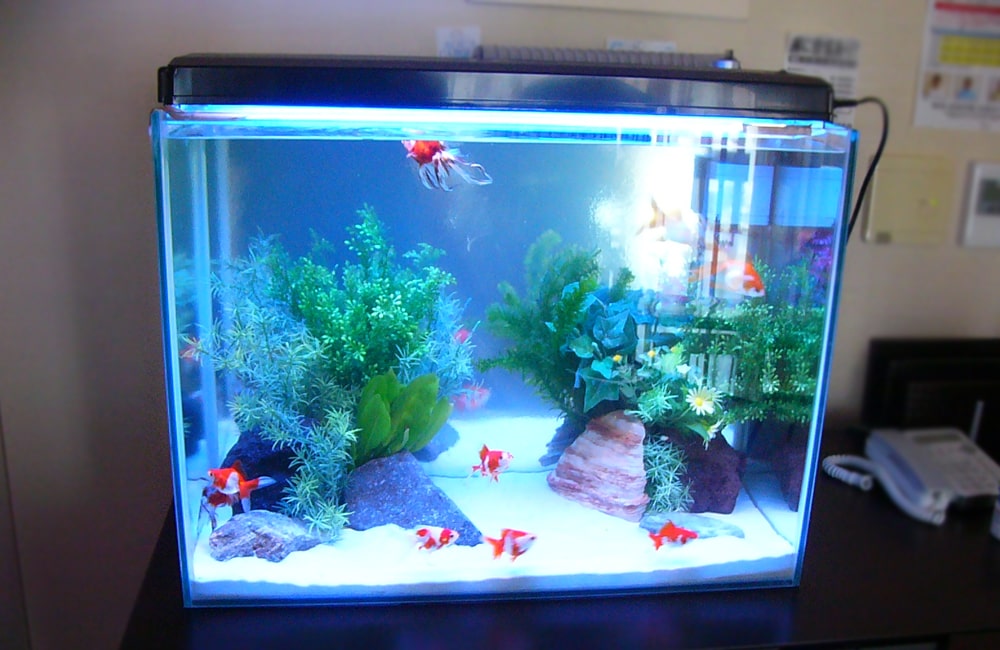マッサージ店　60cm淡水魚水槽　金魚水槽のレンタル事例 メイン画像