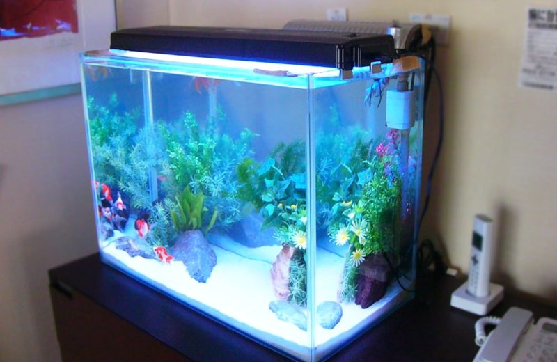 マッサージ店 60cm淡水魚水槽 金魚水槽のレンタル事例 水槽画像2