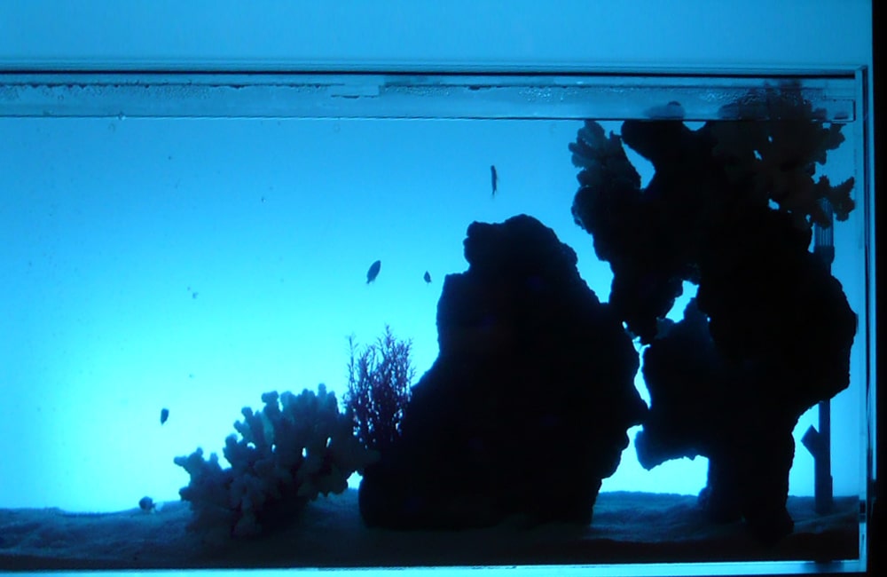 青い背景に岩とサンゴのシルエットが浮かぶ海水槽