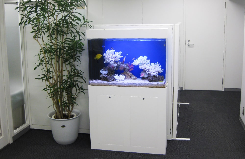 白い水槽台に設置された海水魚水槽と観葉植物のあるオフィス