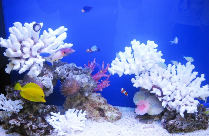 千代田区企業様 オフィス 90cm海水魚水槽 水槽レンタル事例 水槽画像3