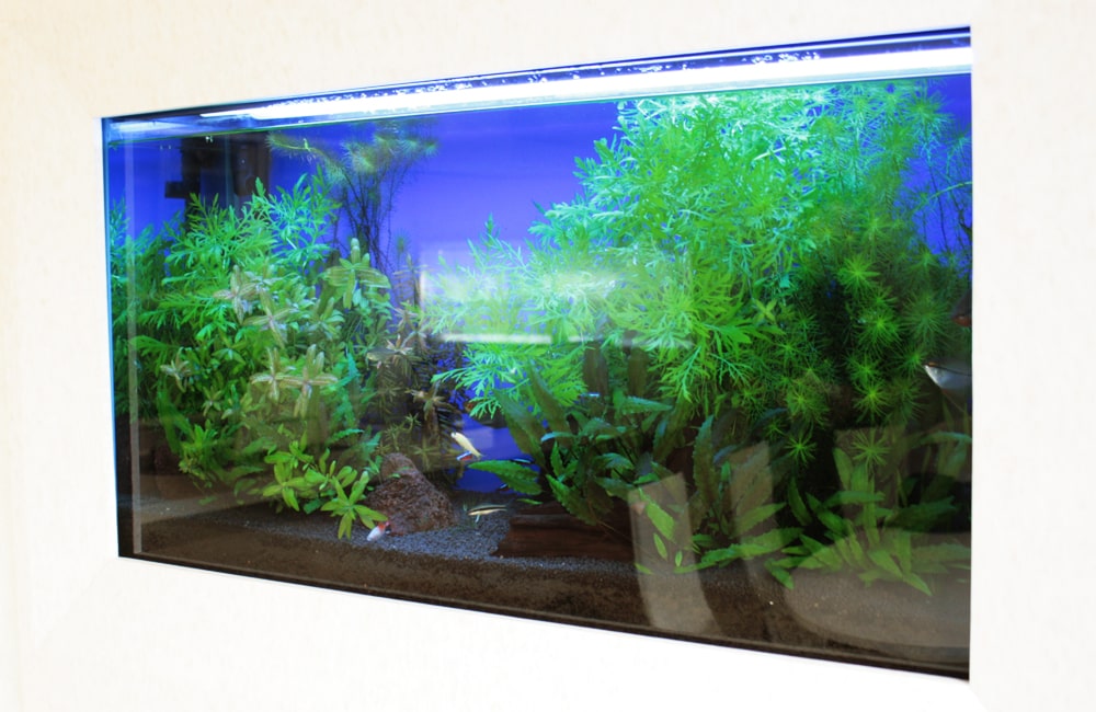 青い背景に緑の水草が茂る埋め込み式水槽の熱帯魚レイアウト