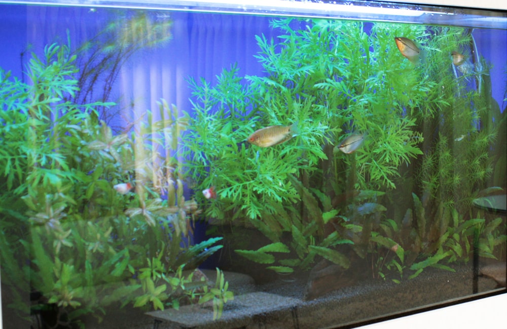 水草が茂る水槽内を泳ぐ熱帯魚と青い背景のレイアウト