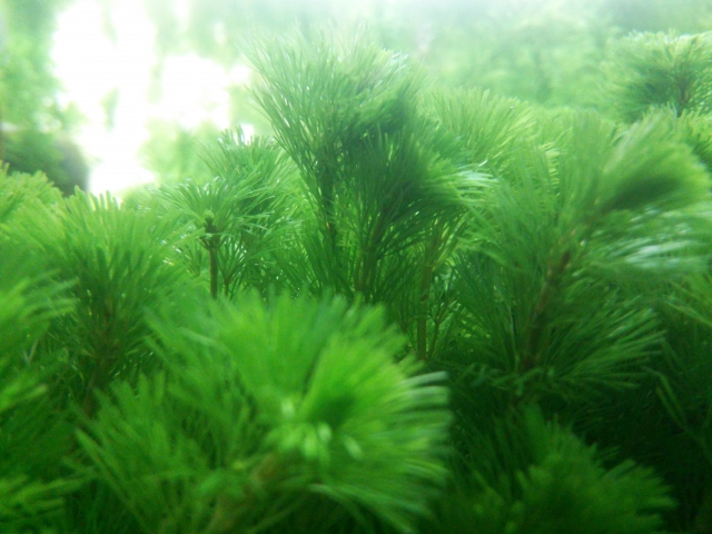 カボンバの育て方、増やし方、コケ対策について!金魚に向かない?最適な環境も解説のサムネイル画像