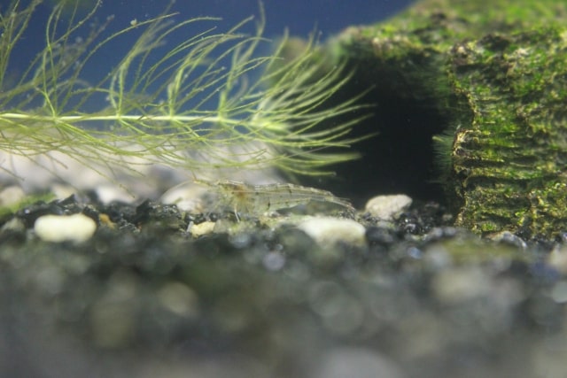 水草の下にいる透明なエビと苔の付いた流木のある水槽内景