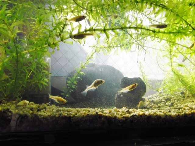 水草が茂る水槽内を泳ぐ数匹のメダカと石のレイアウト