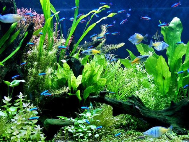 水草が茂る水槽内を泳ぐネオンテトラの仲間と熱帯魚群
