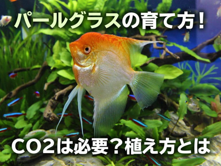パールグラスの育て方とCO2の必要性や植え方の見出し画像