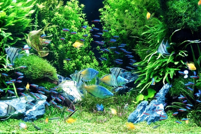 水草が茂る水槽内を泳ぐネオンテトラの仲間と熱帯魚群