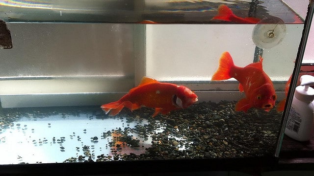 砂利を敷いた水槽で泳ぐ2匹の赤い金魚