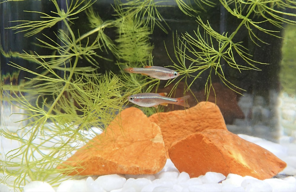 パイロットフィッシュでおすすめの熱帯魚5選!水槽立ち上げ時に必要ですのサムネイル画像