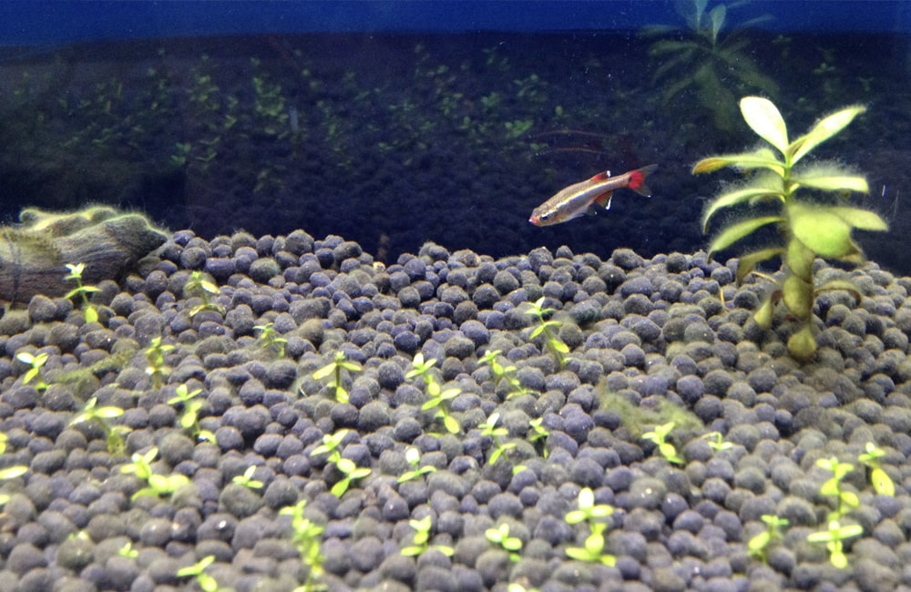 ソイルに植えられた水草と泳ぐ小型熱帯魚の一種