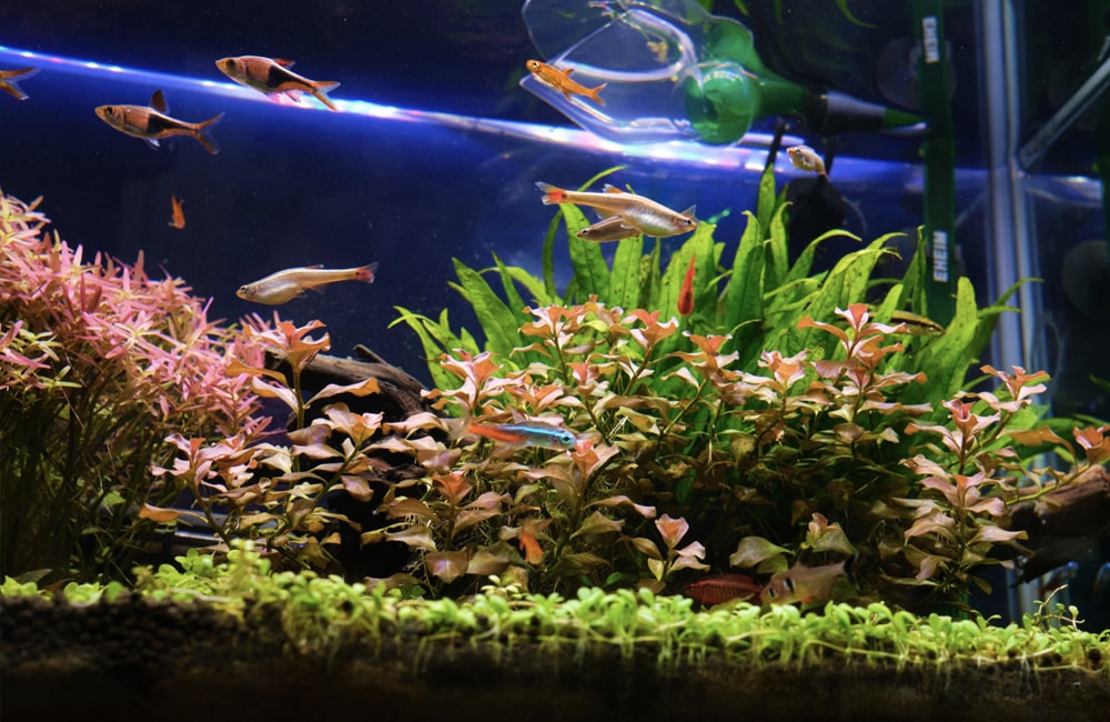 水草が茂る水槽内を泳ぐ小型カラシンと熱帯魚の群れ