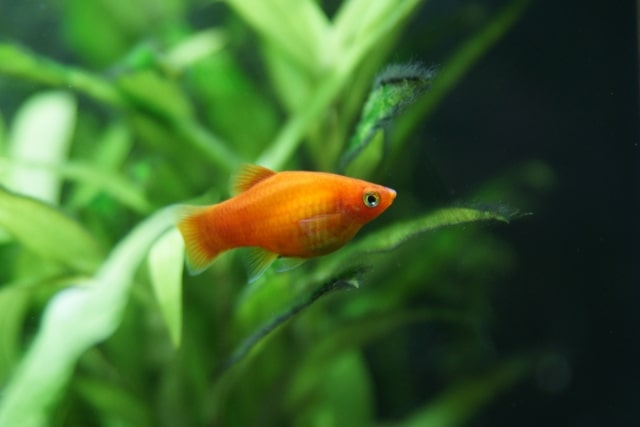 水草の間を泳ぐオレンジ色の熱帯魚と緑色の水草