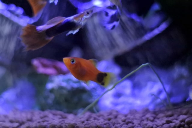 青い照明の水槽を泳ぐグッピーとオレンジ色の熱帯魚