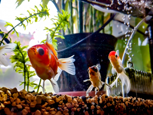 水草と砂利のある水槽内を泳ぐ数匹の金魚の姿