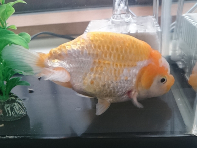 水槽内を泳ぐオレンジと白の金魚と投げ込み式フィルター