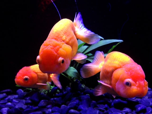 黒い底砂の水槽を泳ぐ3匹の金魚と水草