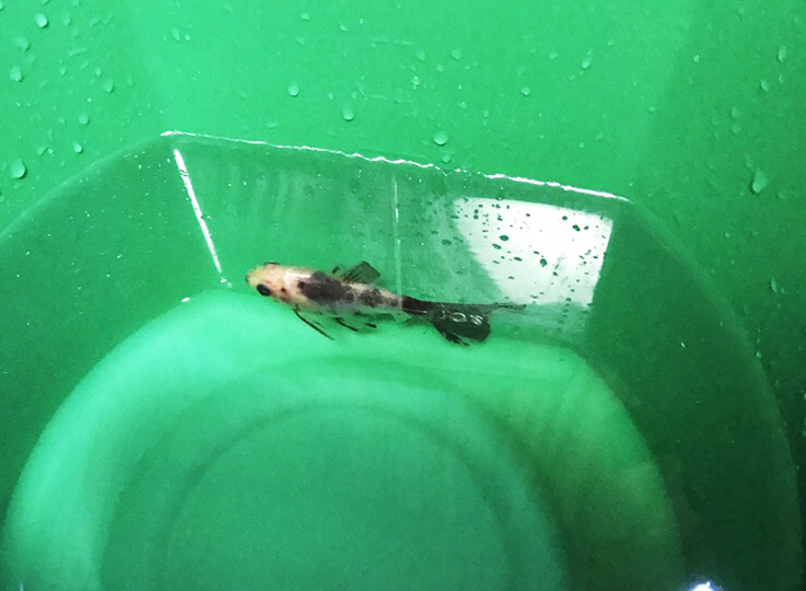 緑色のバケツの水面に浮かぶ白黒模様のメダカ