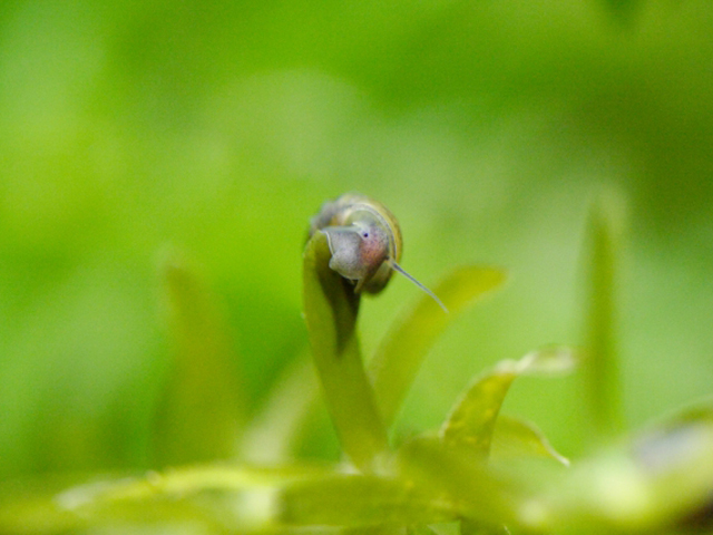 サカマキガイ