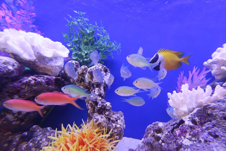 サンゴ岩の周りを泳ぐ海水魚と黄色い熱帯魚の群れ