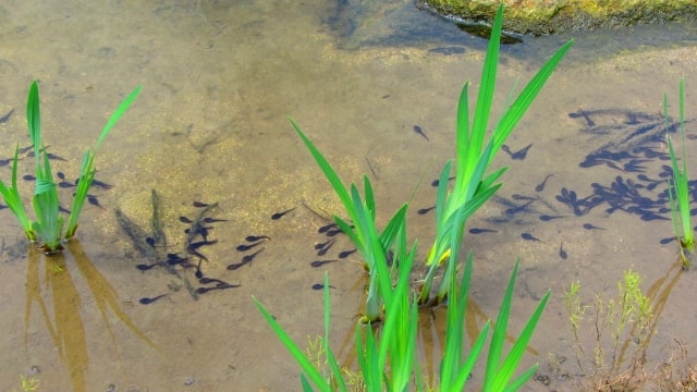 浅い水辺の植物の周りに集まるおたまじゃくしの群れ