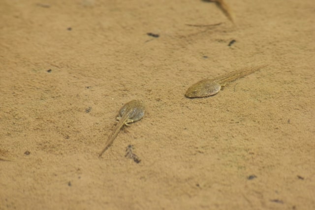 茶褐色の砂底を泳ぐ2匹のオタマジャクシ