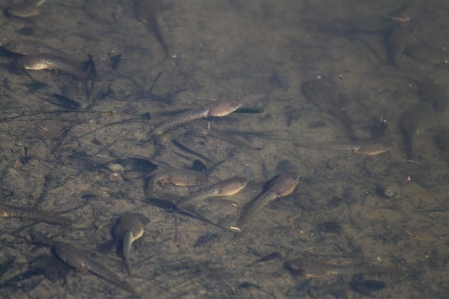 浅い水辺の底に群れる茶褐色のオタマジャクシの群れ