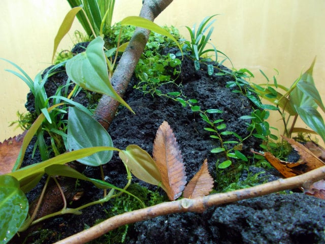 黒い岩に植栽された観葉植物と流木や枯葉のレイアウト