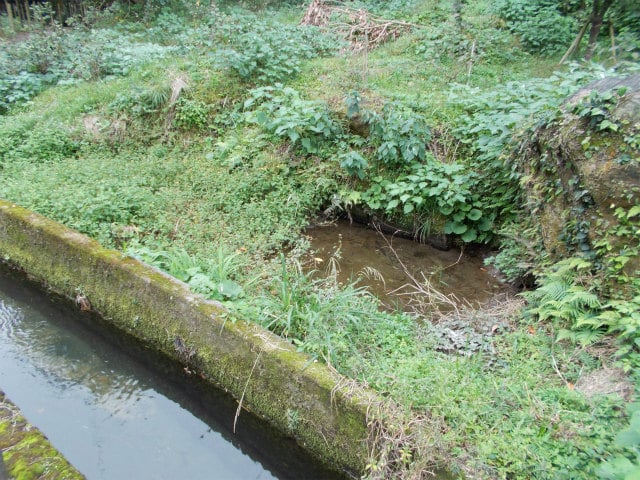 苔の生えたコンクリート水路と草木に囲まれた小さな水溜まり