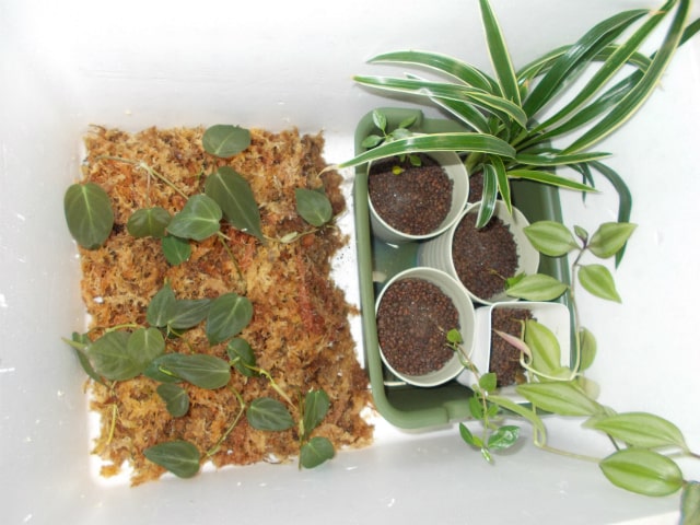 水苔に植えた植物とポットに入った観葉植物の俯瞰図