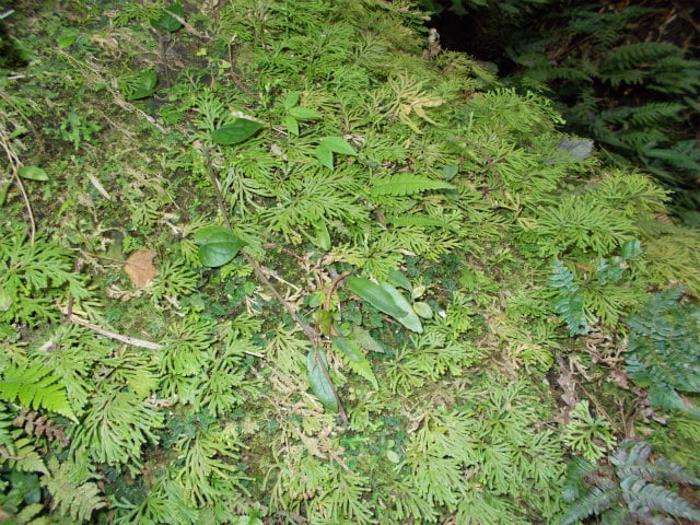 岩肌に群生するシダ植物と苔の緑色