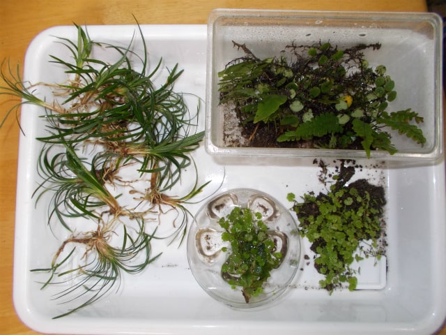 白いトレイに並べられた数種類の水草やシダ植物の苗