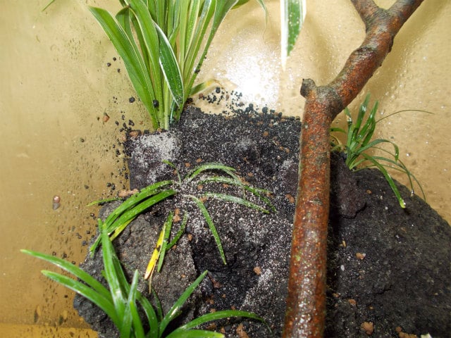 黒い土に植えられた植物と立てかけられた流木