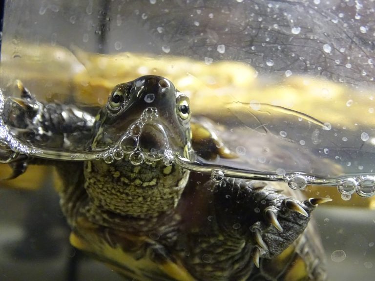 水槽の壁面に顔を近づけて水面に鼻を出すカメの正面写真