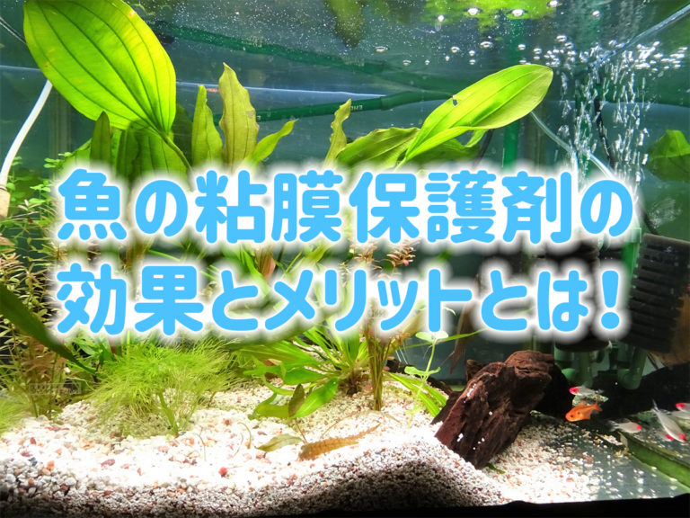 魚の粘膜保護剤の効果とメリットの見出し画像