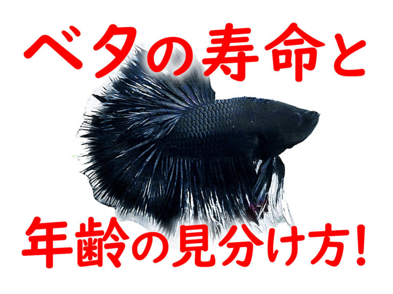 ベタの寿命と年齢の見分け方の文字が入った見出し画像