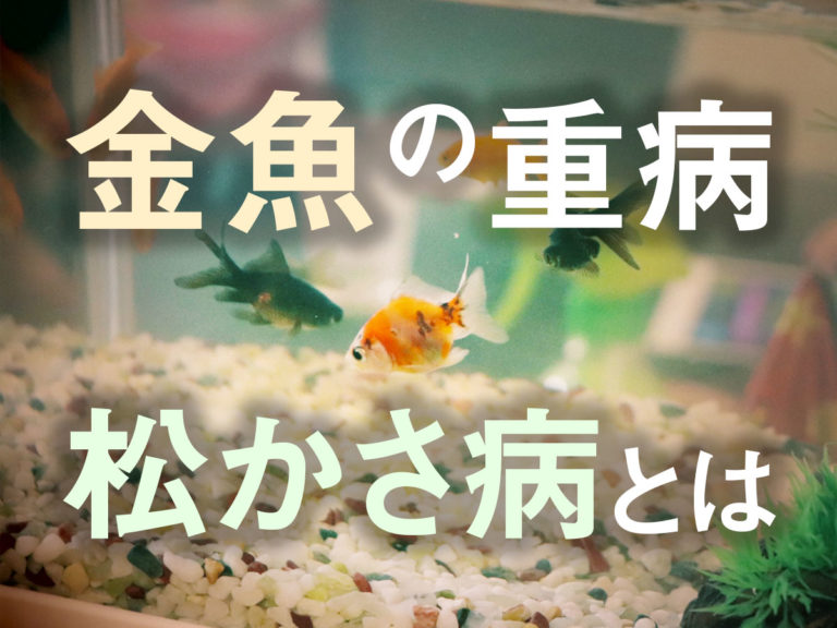 金魚の松かさ病は不治の病なのか?原因と対策・治療方法!薬餌の有効性も解説のサムネイル画像