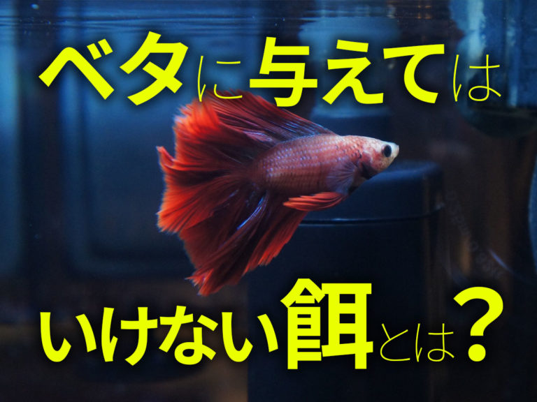 ベタに与えてはいけない餌とは？の文字と赤いベタの画像