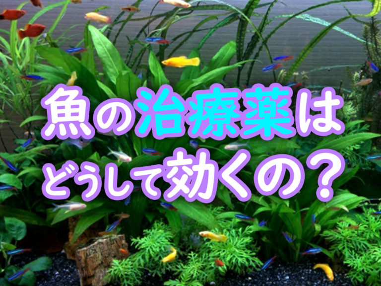 魚の治療薬はどうして効くの？の文字と水草水槽の見出し画像