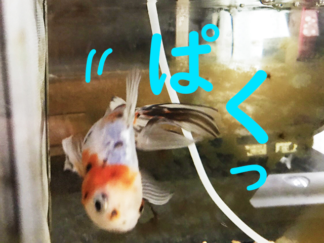 ぱくっという文字と口を開けて泳ぐ金魚の画像