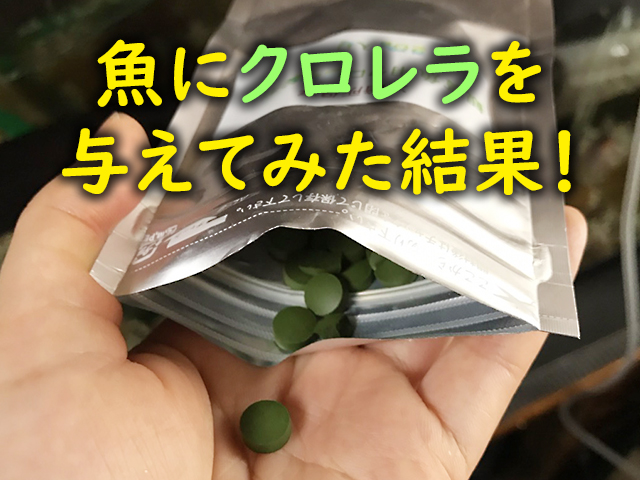 メダカや金魚にクロレラを与えてみた！便秘解消と色揚げは本当だった！のサムネイル画像
