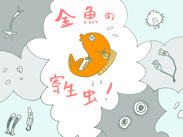 金魚の寄生虫と書かれた文字と金魚のイラストの見出し画像