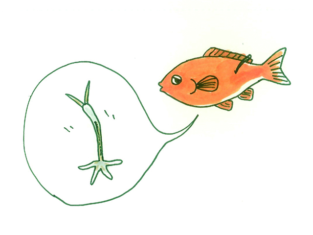 オレンジ色の魚と寄生虫イカリムシのイラスト