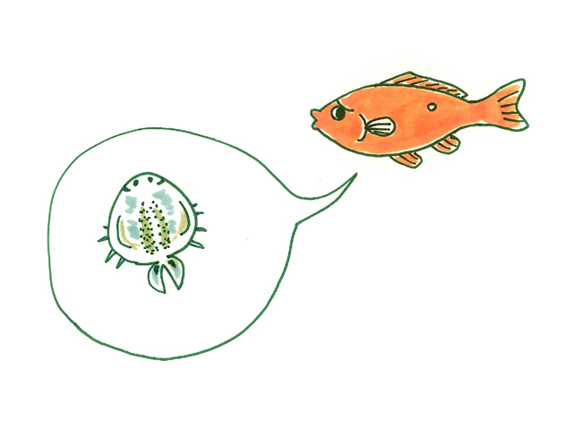 金魚と吹き出し内のウオジラミのイラスト