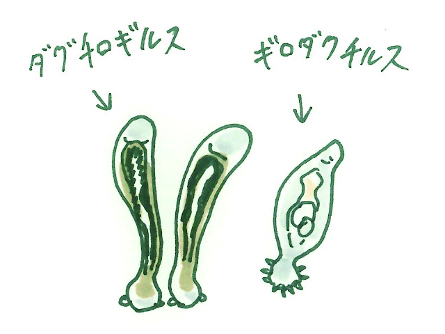 ダクチロギルスとギロダクチルスの手書きイラスト