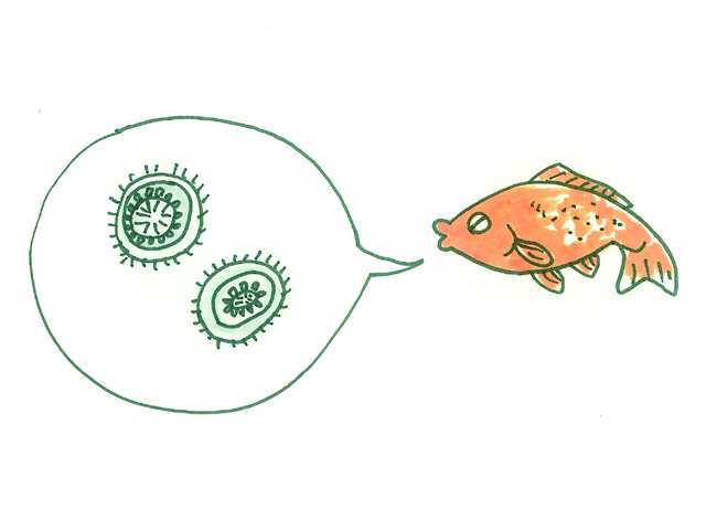 吹き出しの中の寄生虫と金魚のイラスト