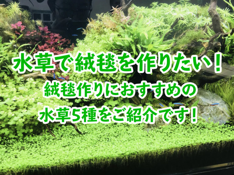 水草で緑の絨毯を作りたい!絨毯作りにおすすめの水草5種をご紹介です!のサムネイル画像