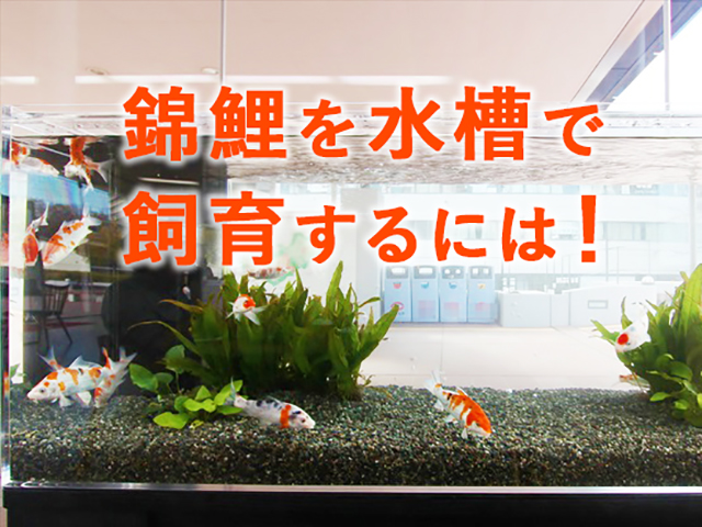 錦鯉を水槽で飼育するには!の文字と水槽内の錦鯉の見出し画像