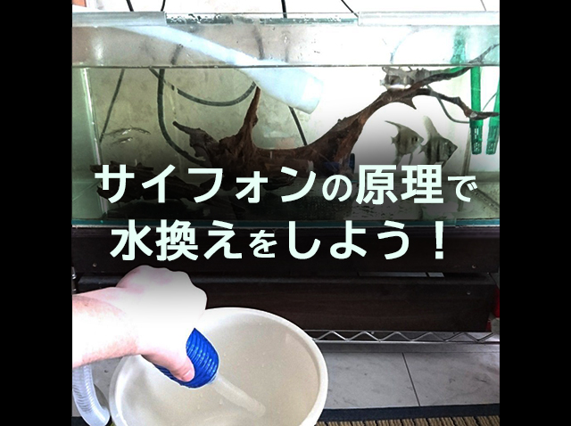 サイフォンの原理で水換えをしよう！の文字入り見出し画像